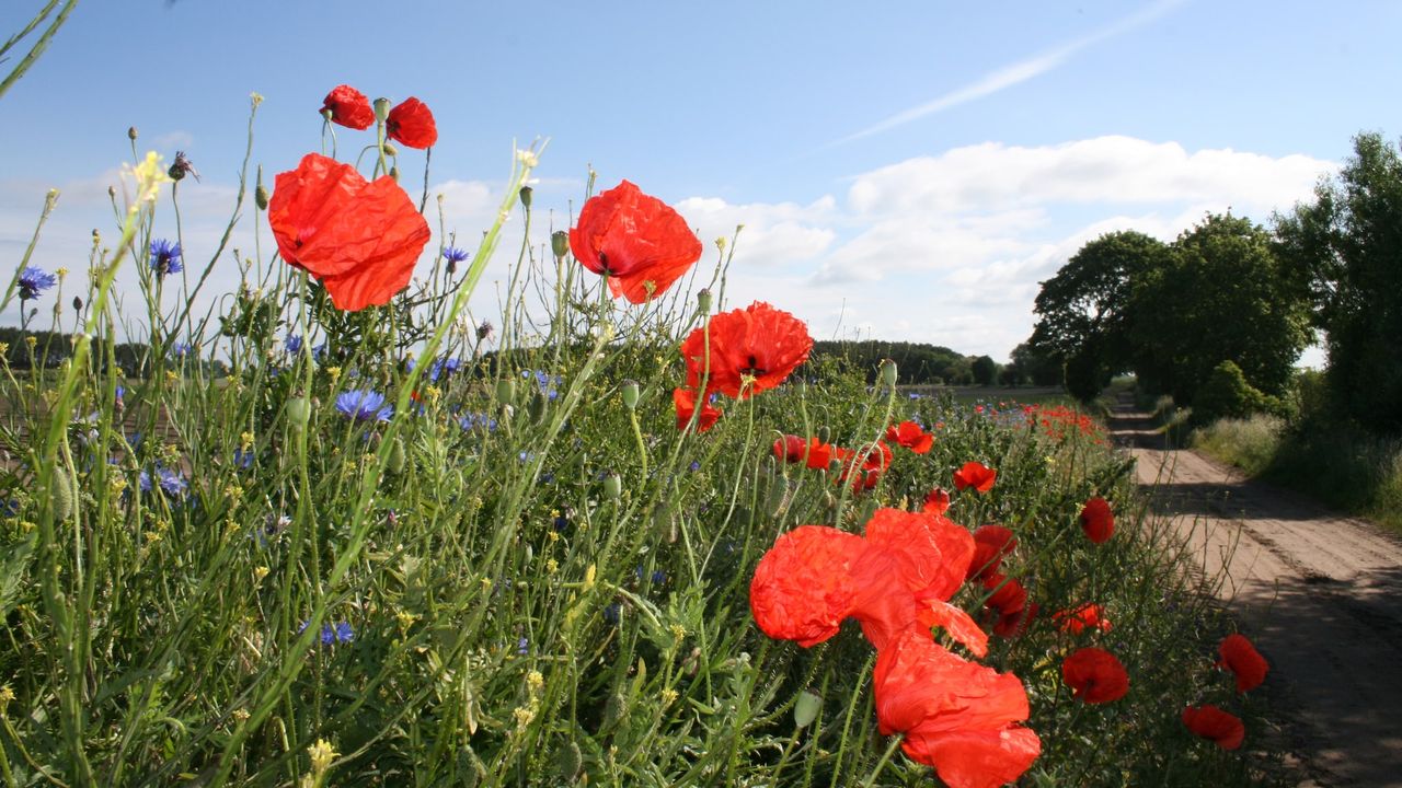 AreaSummer1KM AreaSummer1KM